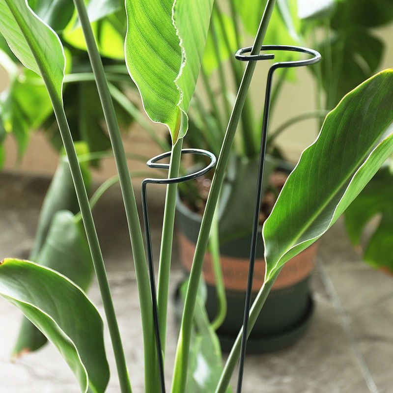 1/10pcs Tuin Ondersteuning Sta - Gardening Tools Holder recensie en prijs